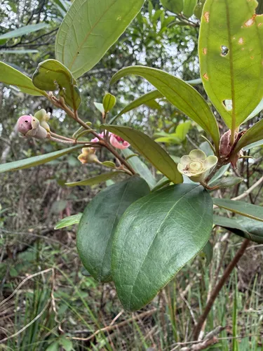 Rose Myrtle — photo by chaos_fungoriun