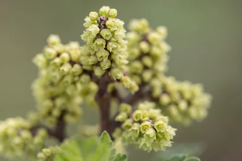 Fragrant Sumac