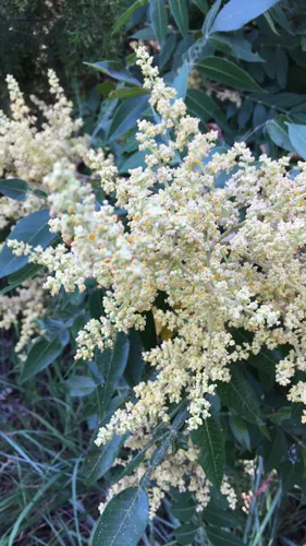 Winged Sumac — photo by naturequeen93
