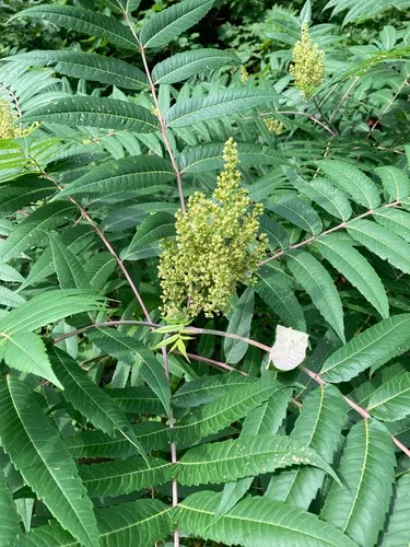 Smooth Sumac