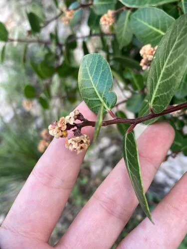 Kearney's Sumac