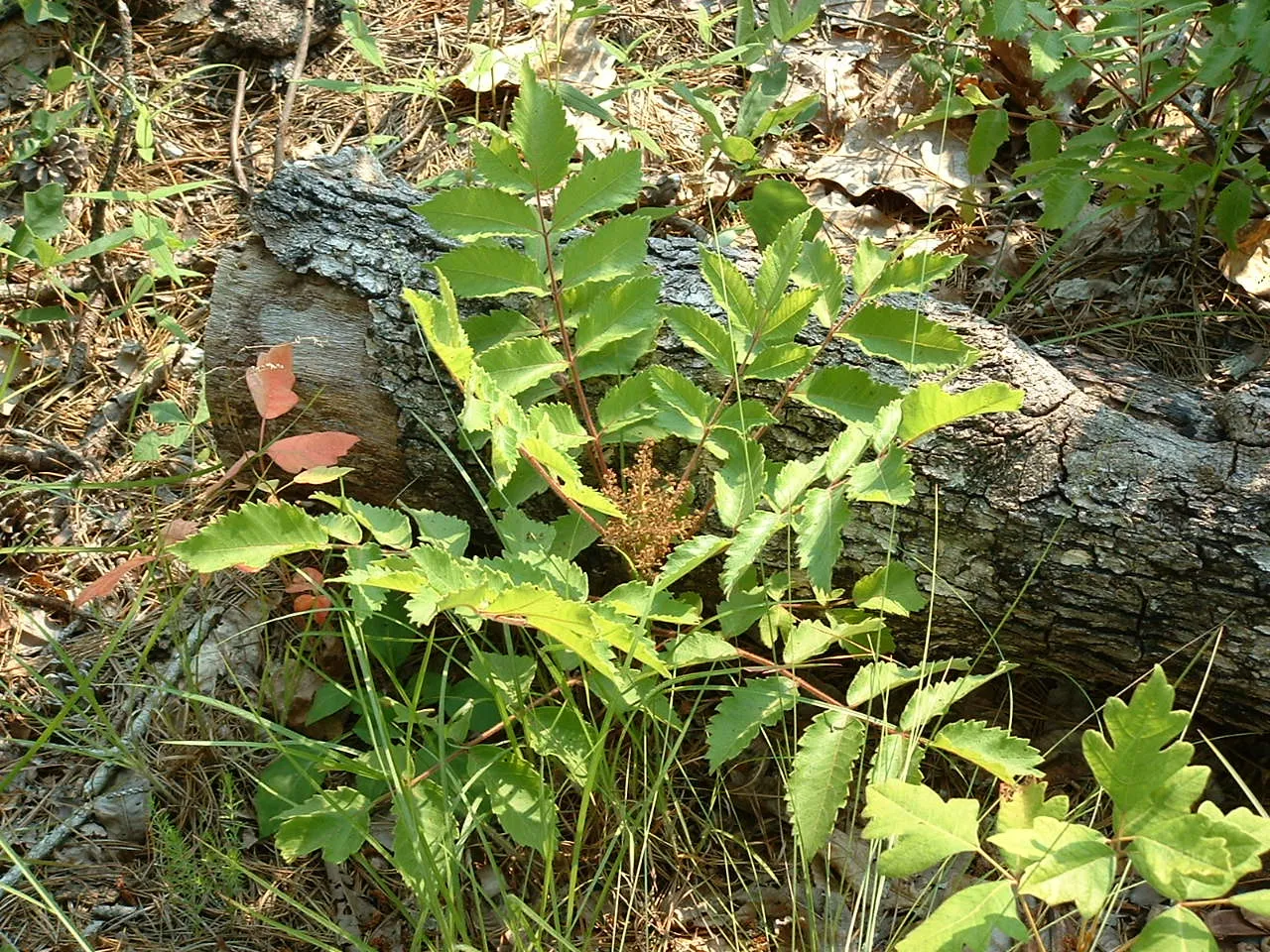 False Poison Sumac