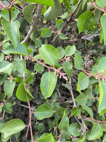 Sugar Sumac — photo by jcrone34