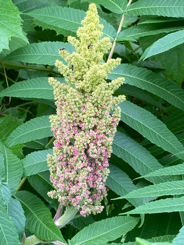 Staghorn Sumac