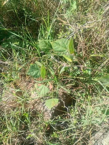 Chihuahuan Snoutbean