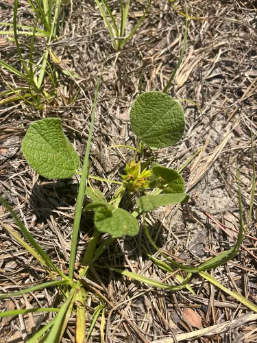 Dollarleaf
