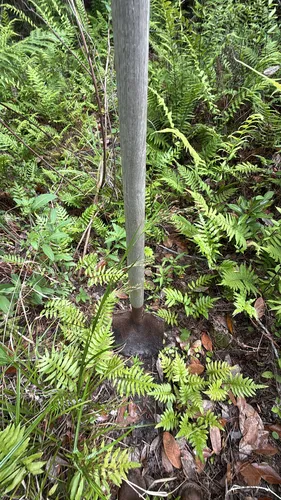 Anglestem Beaksedge