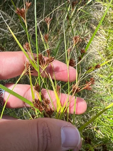 Brownish Beaksedge