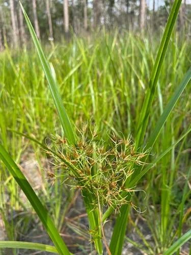Broadfruit Horned Beaksedge