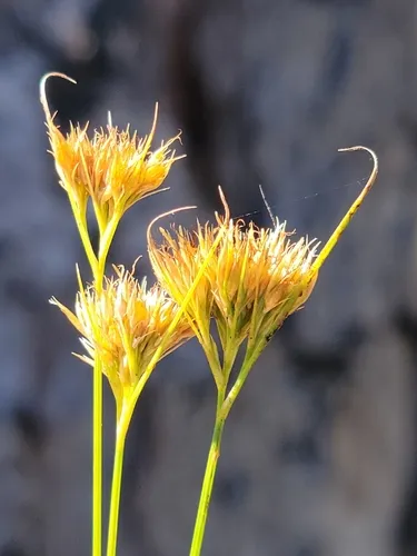Chapman's Beaksedge — photo by Jay Horn