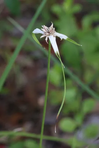 Starrush Whitetop — photo by LW Ridge