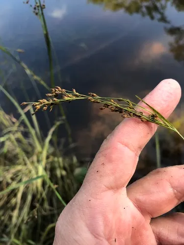 Swampforest Beaksedge — photo by Howard Horne