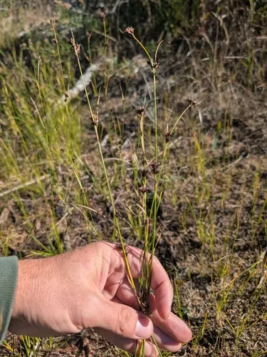 Brown Beaksedge