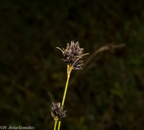 Kunth's Beaksedge — photo by Heriberto Ávila-González