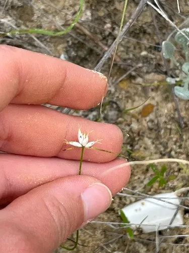 Showy Whitetop — photo by Jada Martinez