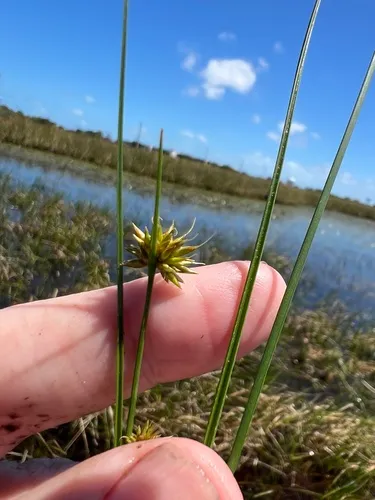 Tracy's Beaksedge — photo by James K. Wetterer