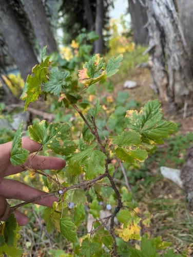 Mapleleaf Currant — photo by chhang