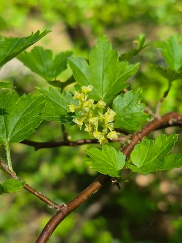 Alpine Currant — photo by Jani Järvi