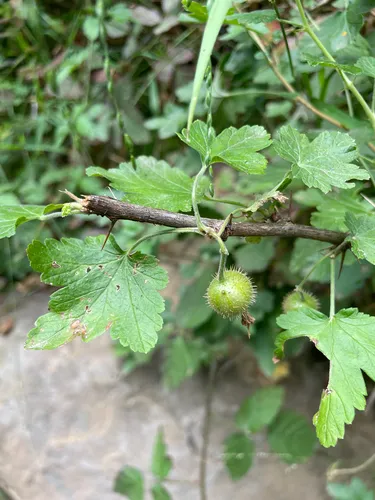 Bitter Gooseberry — photo by sempervirens_siren