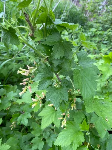 American Black Currant