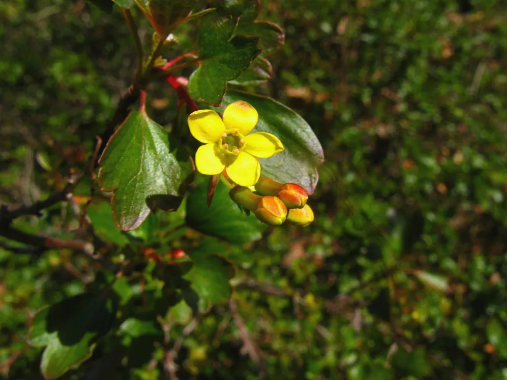 Golden Currant (var. gracillimum) — photo by John Rusk from Berkeley, CA, United States of America
