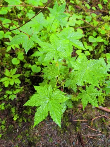 Stink Currant — photo by Courtney
