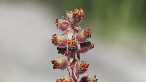 Moreno Currant — photo by Fred Melgert / Carla Hoegen