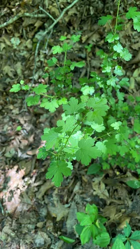 Miccosukee Gooseberry — photo by terraplexon