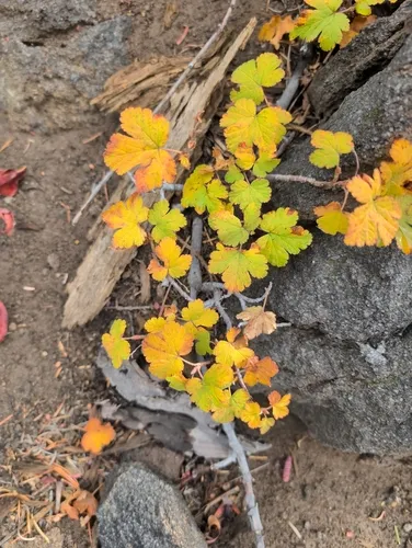 Crater Lake Currant — photo by Kyle Dettloff