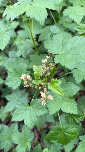 Skunk Currant — photo by Kadan