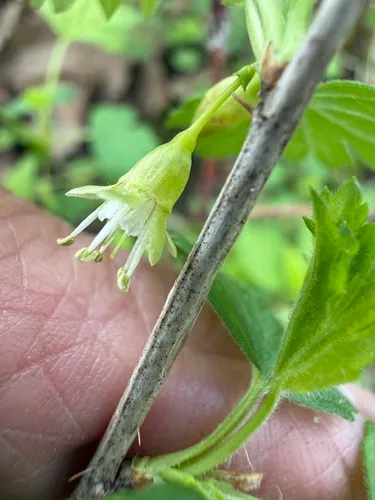 Hairystem Gooseberry — photo by Jacques Ranger