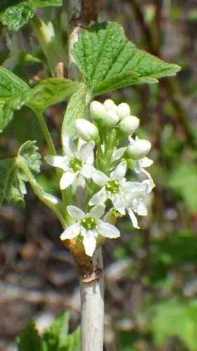 Hudson Bay Currant (var. hudsonianum) — photo by Matthias Buck