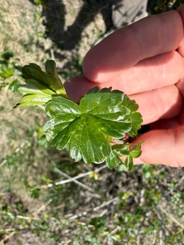 Whitestem Gooseberry — photo by Taylor Justason