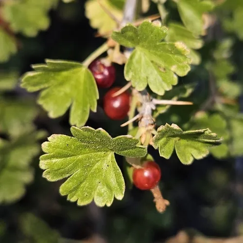 Alpine Gooseberry