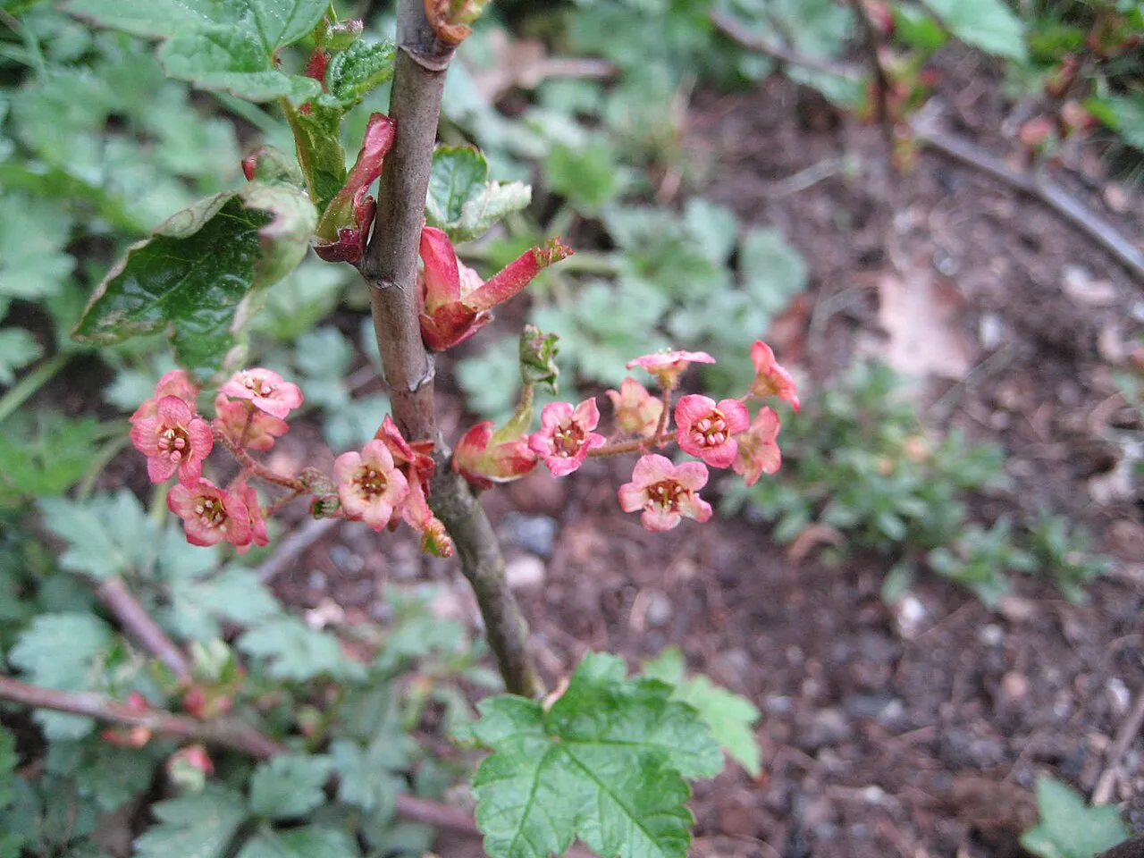 Trailing Black Currant — photo by Christian Hummert ( Ixitixel )
