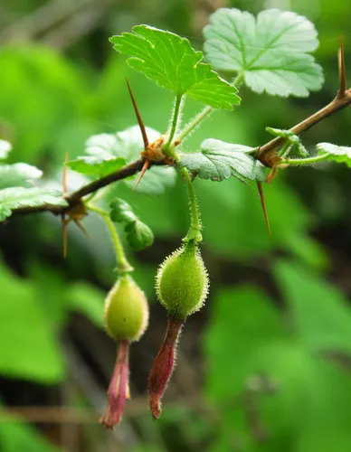 Gummy Gooseberry — photo by Adam Schneider