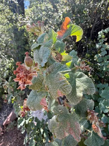 Chaparral Currant