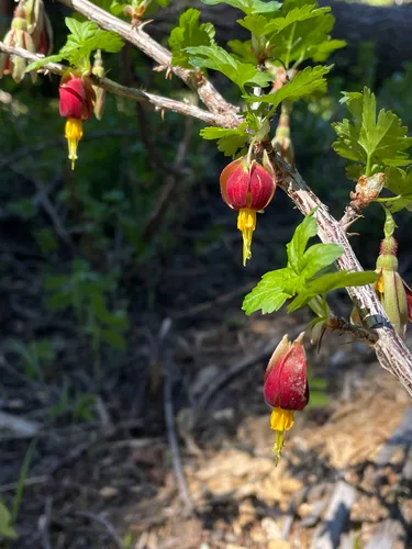 Hupa Gooseberry — photo by Christian Schwarz