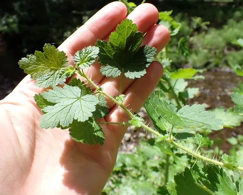 Canyon Gooseberry
