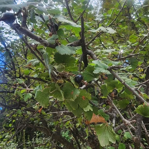 Mescalero Currant — photo by Lyrae