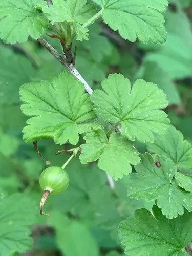 Missouri Gooseberry — photo by kjsytsma