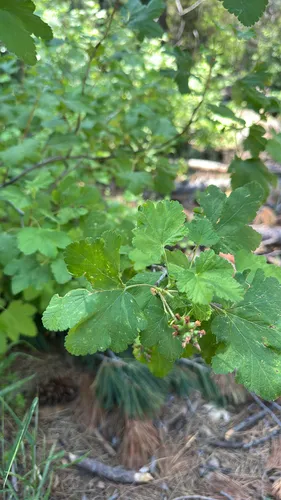 Sierra Currant — photo by neuroplastic_sturgeon