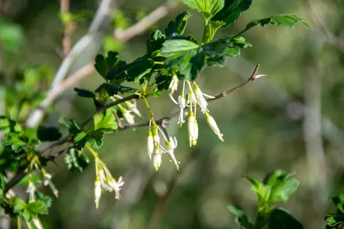 Snow Currant — photo by Daniel Patterson