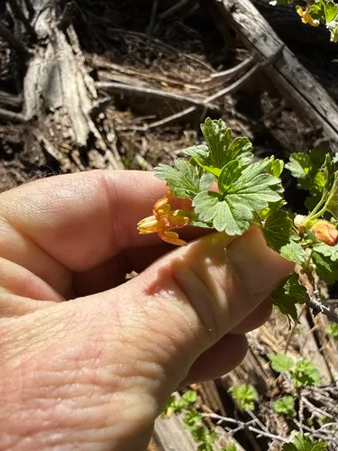 Orange Gooseberry — photo by Lonnie Pilkington