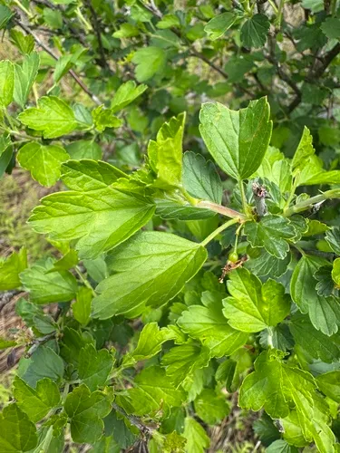 Appalachian Gooseberry