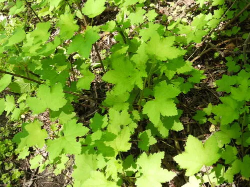 Cultivated Currant — photo by Michael John Oldham