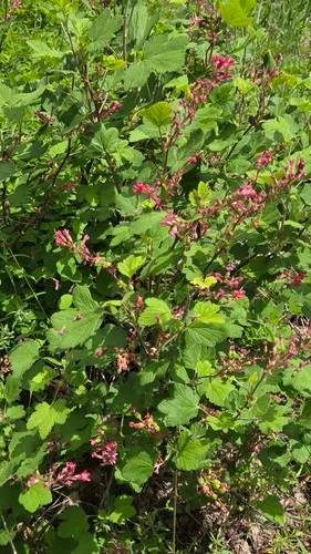 Redflower Currant — photo by Stacey N Gingras