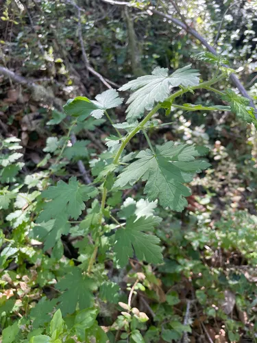 Santa Cruz Gooseberry — photo by Sangeet Khalsa