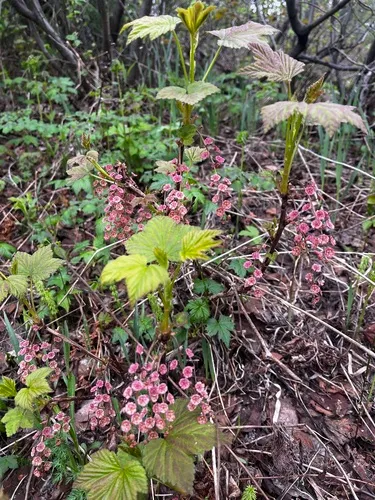Red Currant