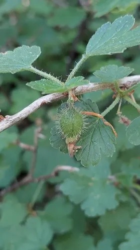 European Gooseberry (var. sativum) — photo by Jiří Danihelka